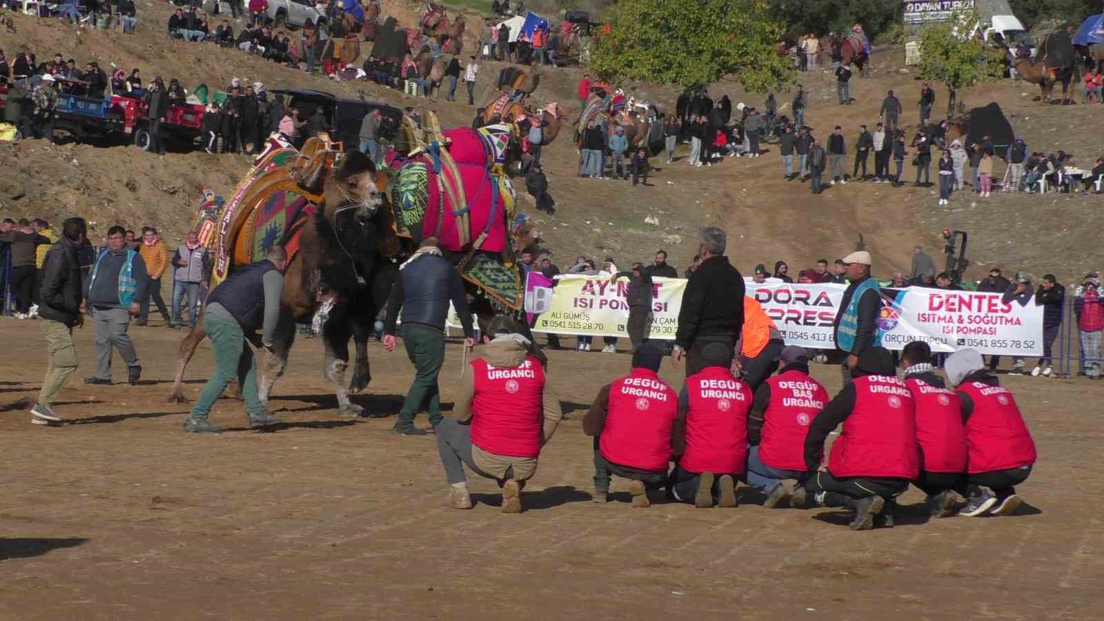 Kuyucak’ta pehlivan develer şampiyonluk için güreşti
