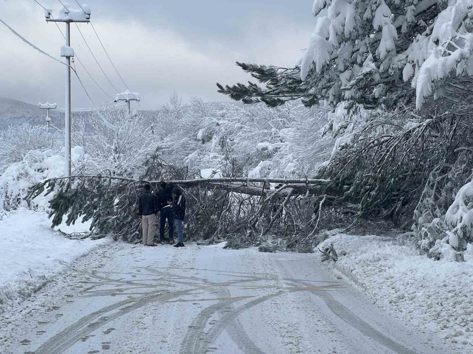 Abant yoluna ağaç devrildi, tatilciler yolda kaldı
