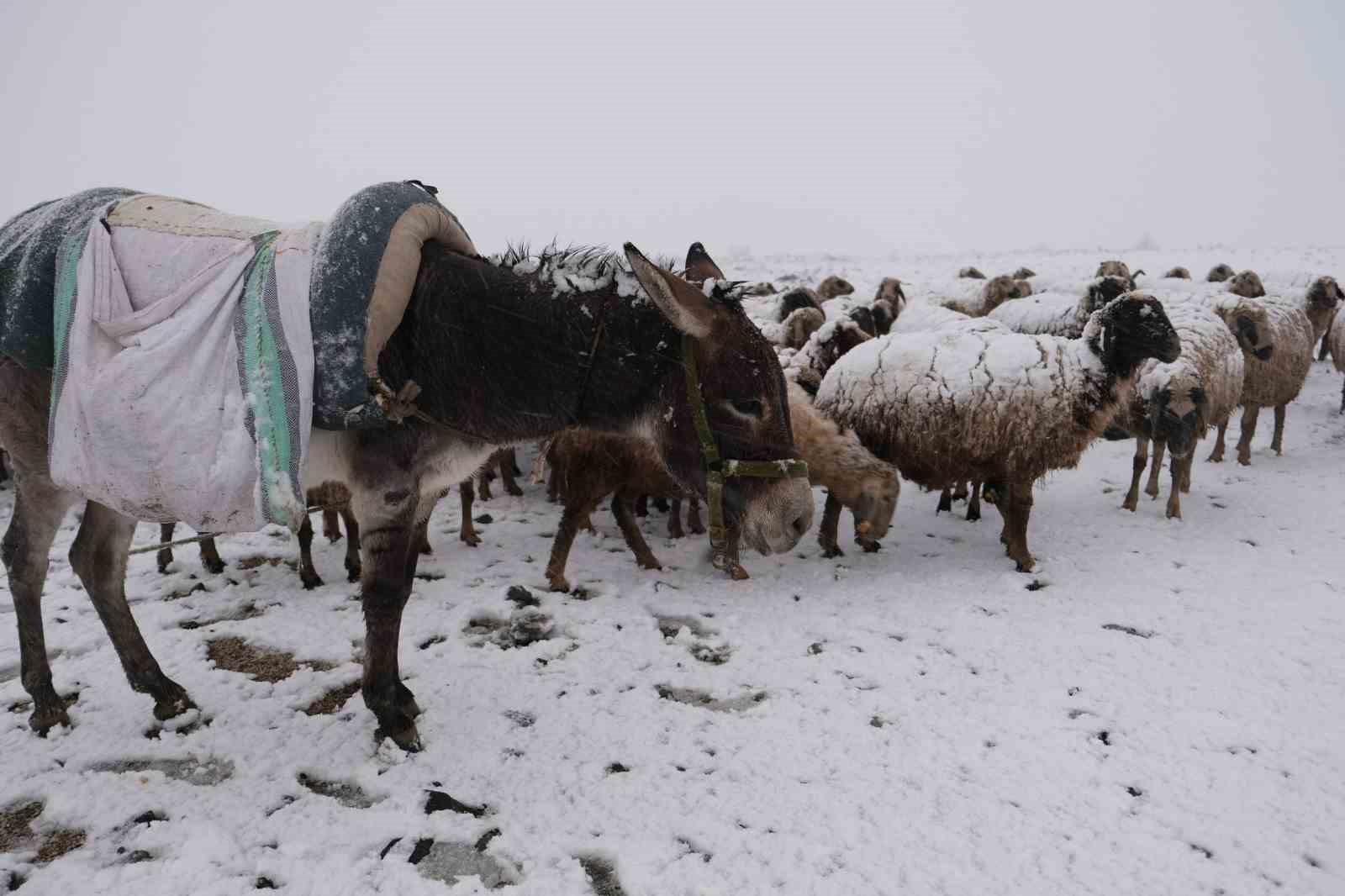 Yaylalardan indirilmeye başlanan koyun sürüsü kar, tipiye yakalandı
