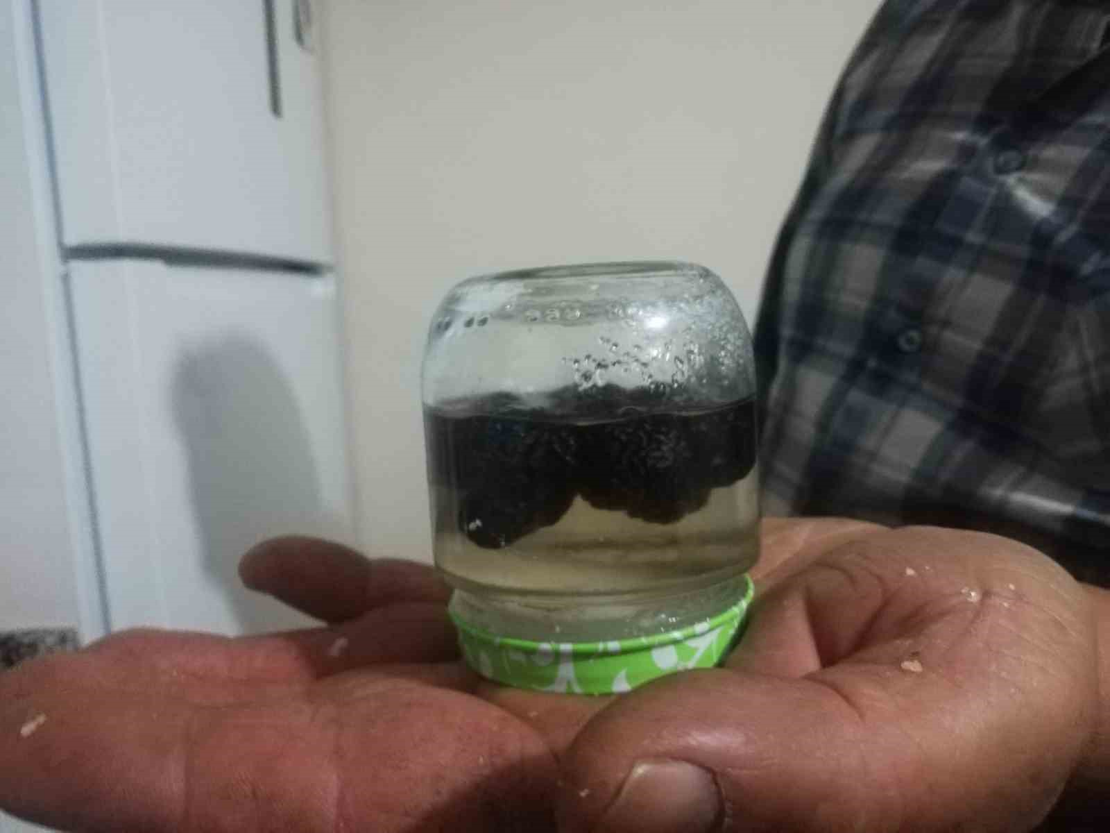 Malatyalı çiftçinin zeytin sevinci
