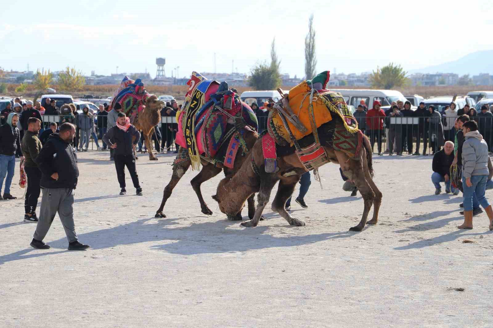 Saruhanlı’da deve güreşleri festivaline büyük ilgi
