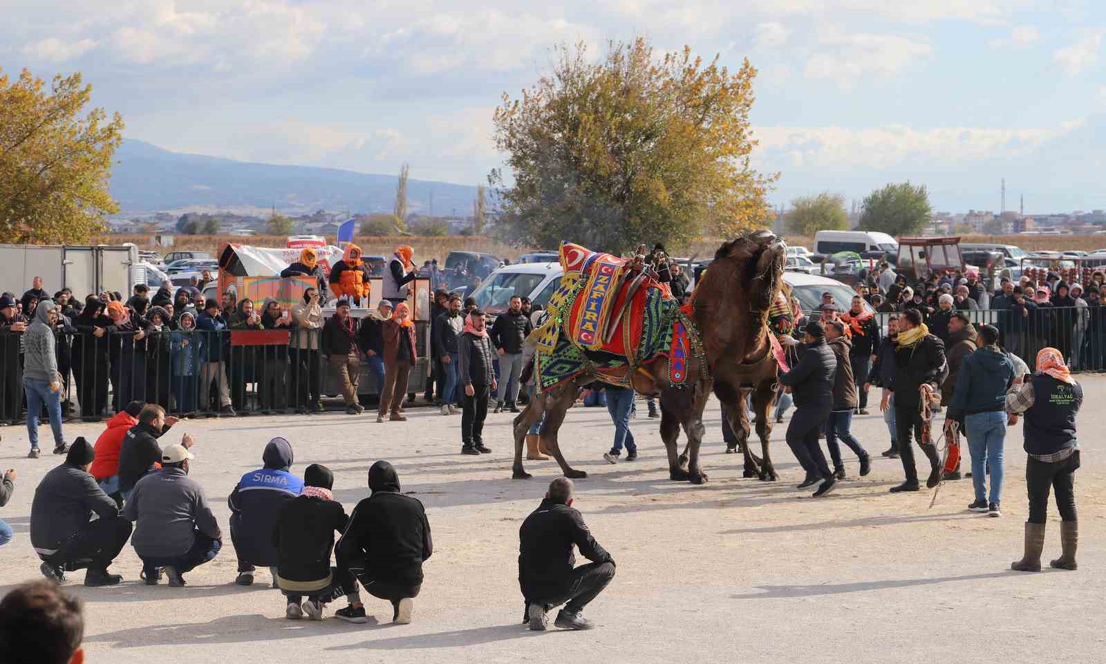 Saruhanlı’da deve güreşleri festivaline büyük ilgi
