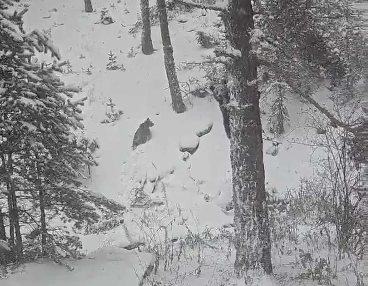 Bolu’da kış uykusuna yatmayan ayılar kameraya yansıdı
