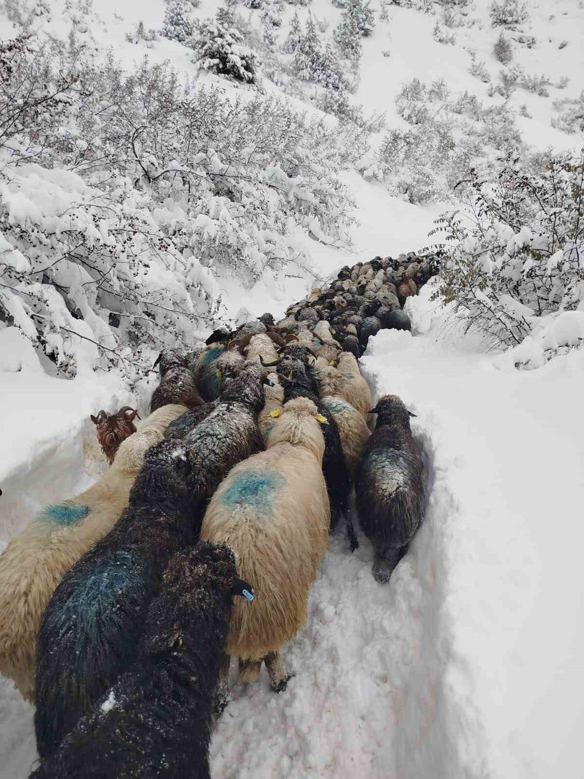 Artvin’de besicinin zorlu kar yolculuğu
