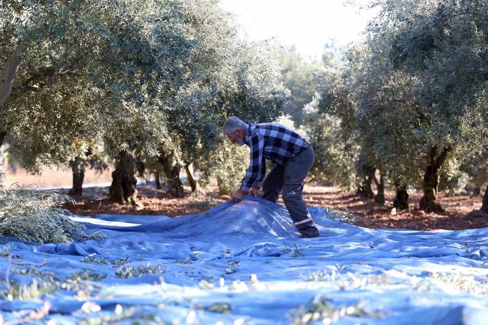 Mudanya zeytin turizmiyle markalaşacak
