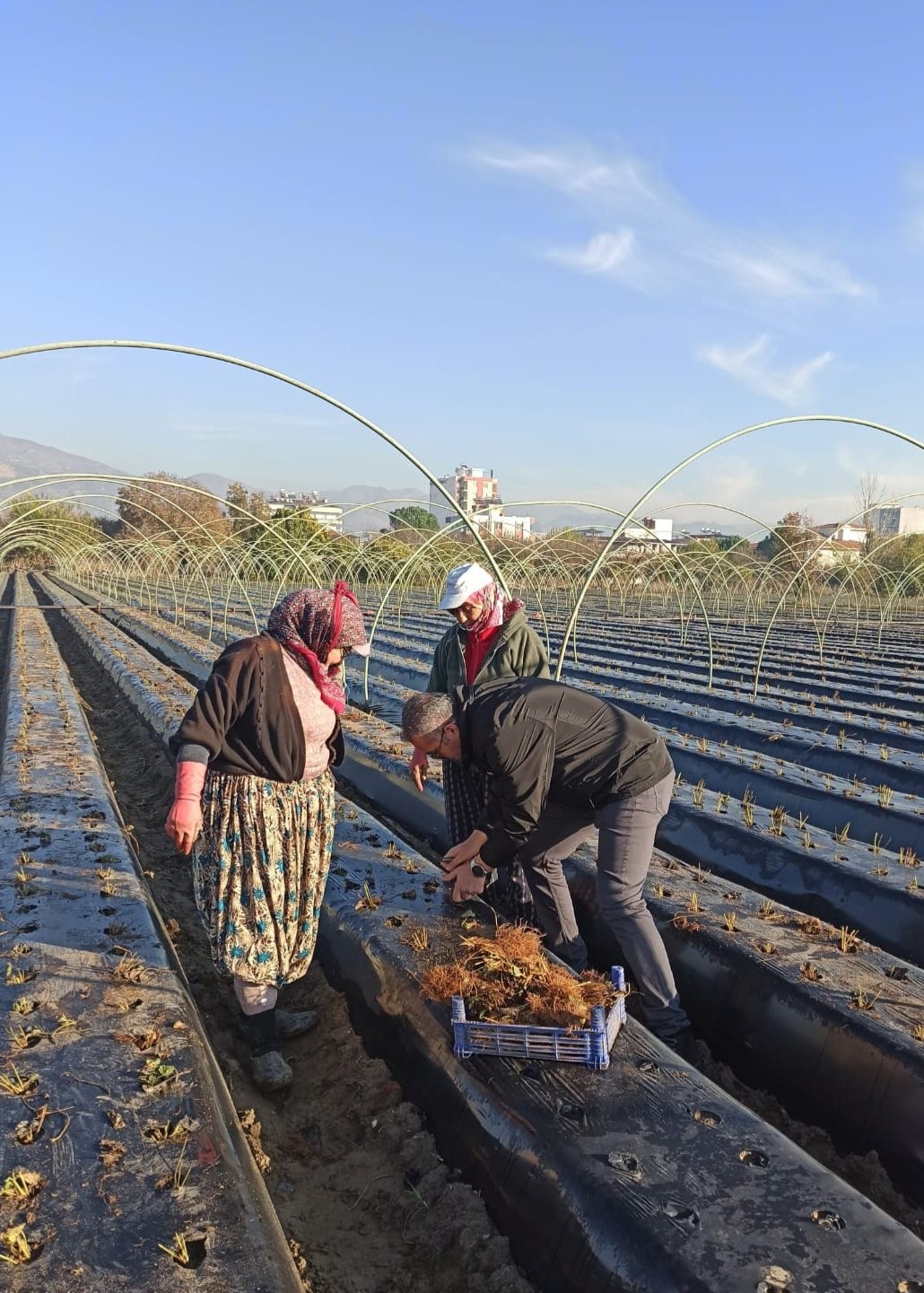 Efeler’de kış çilekleri toprakla buluştu
