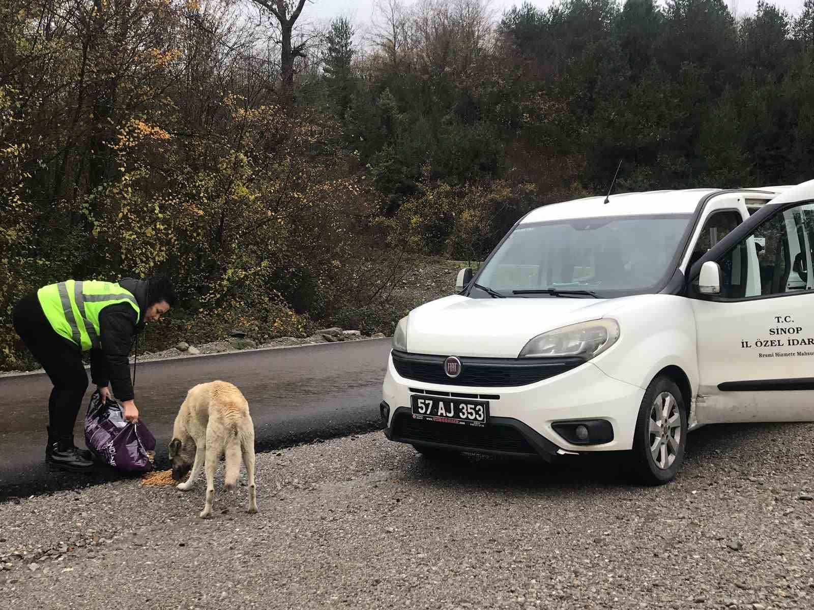 Sinop’ta evcil ve yabani hayvanlara yem desteği
