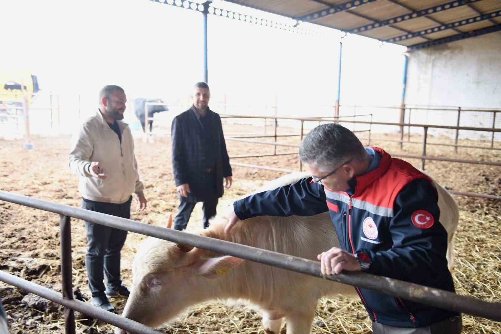 Balıkesir’de Manda Sayısı Artmaya Devam Ediyor
