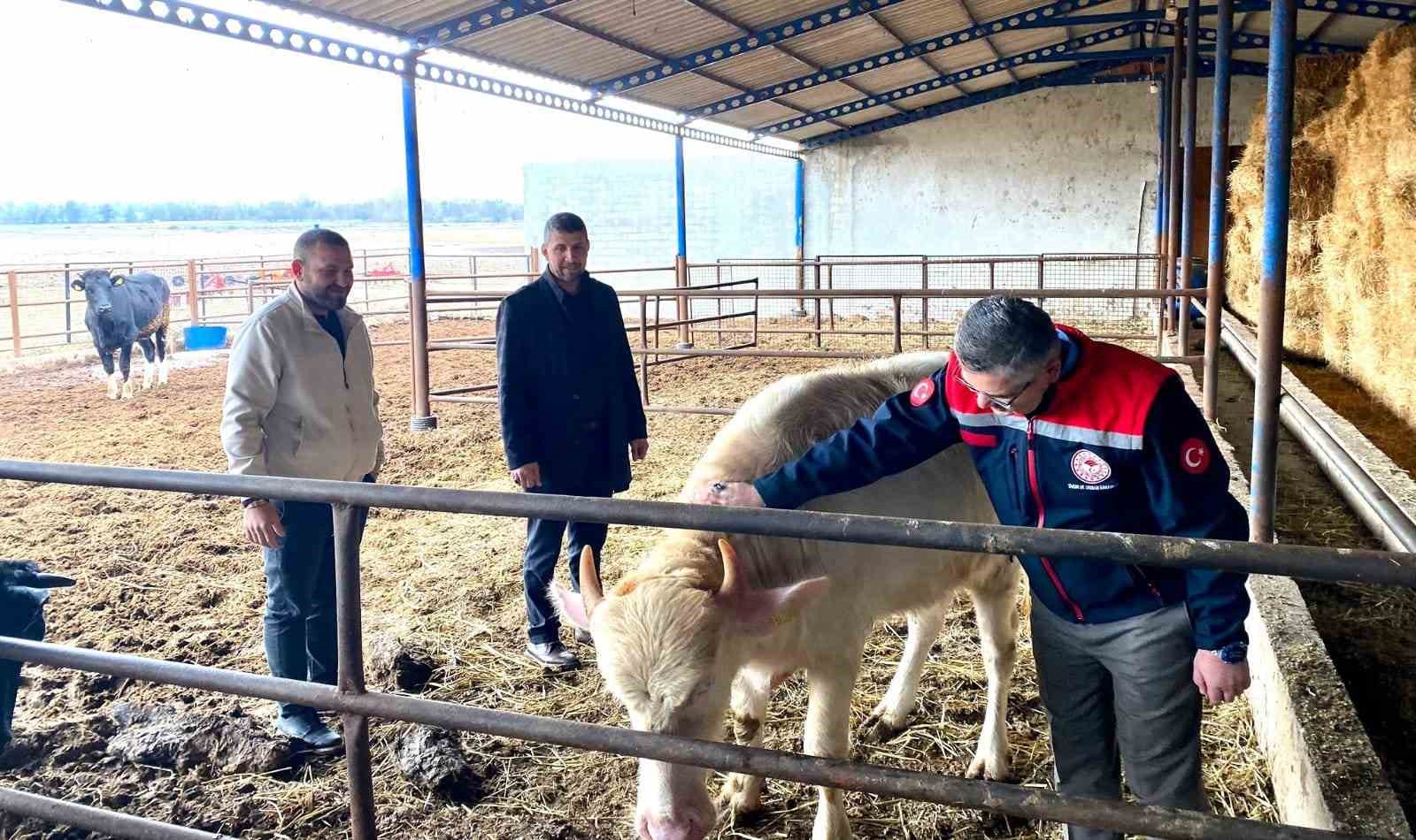 Balıkesir’de Manda Sayısı Artmaya Devam Ediyor
