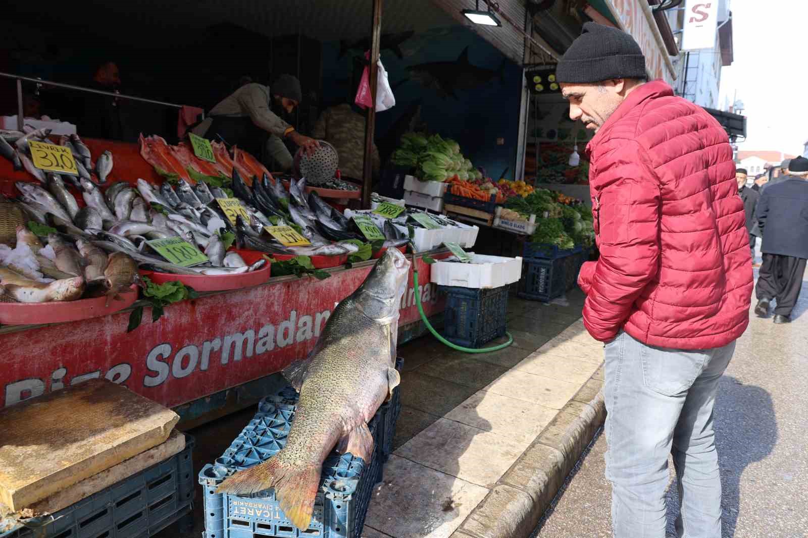 Sezonun ilk dev turna balığı Keban Barajında yakalandı
