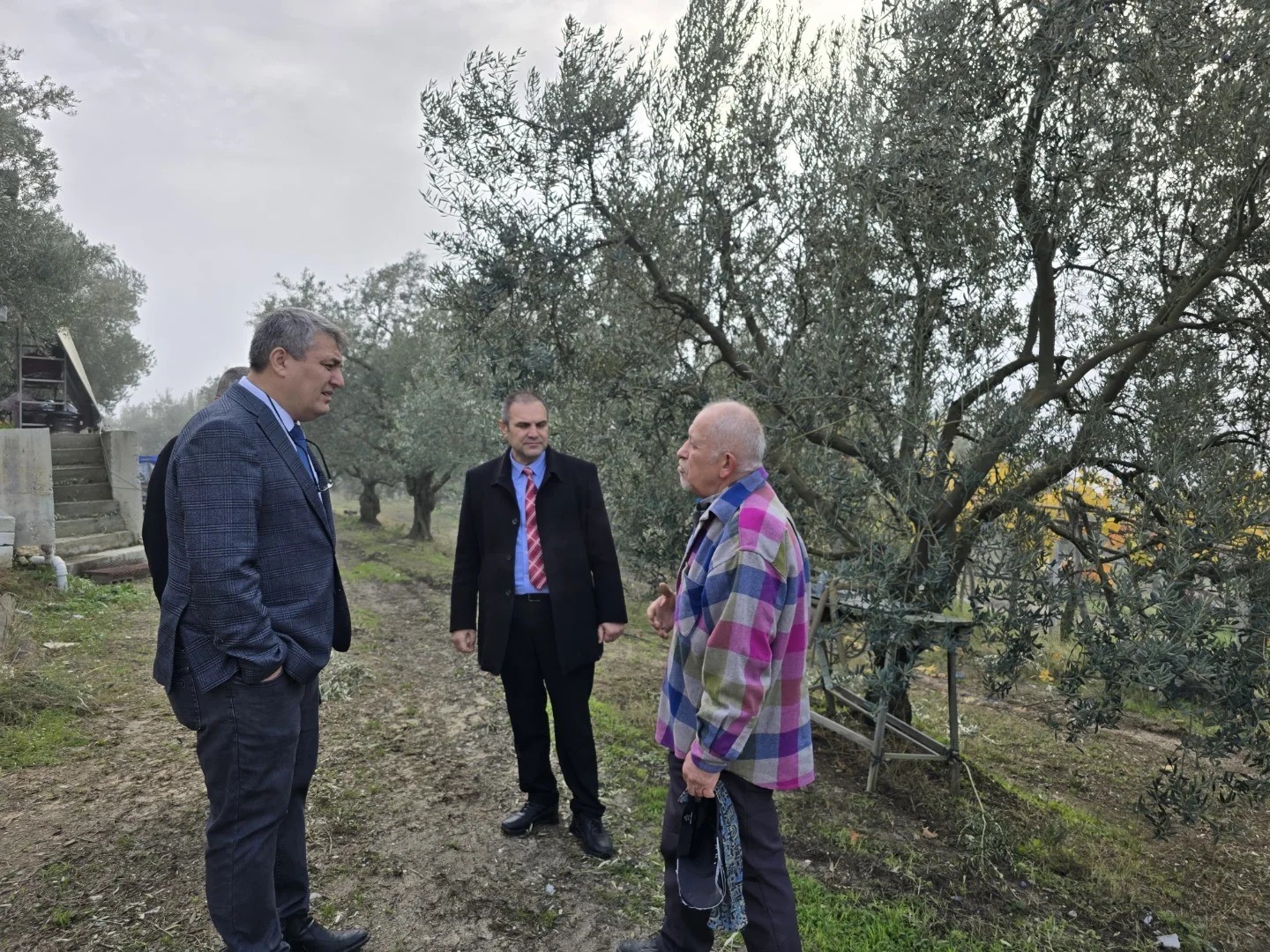 Asırlık zeytin ağaçları coğrafi işaretle tescillenecek
