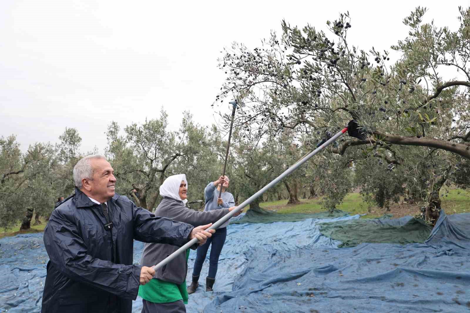 Başkan Şadi Özdemir zeytin hasadına katıldı
