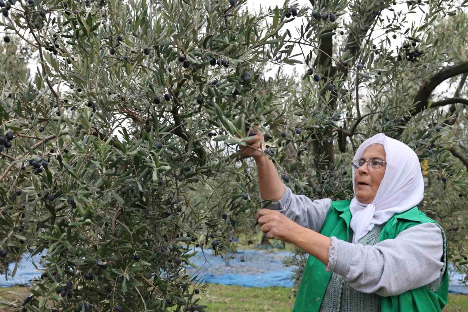 Başkan Şadi Özdemir zeytin hasadına katıldı
