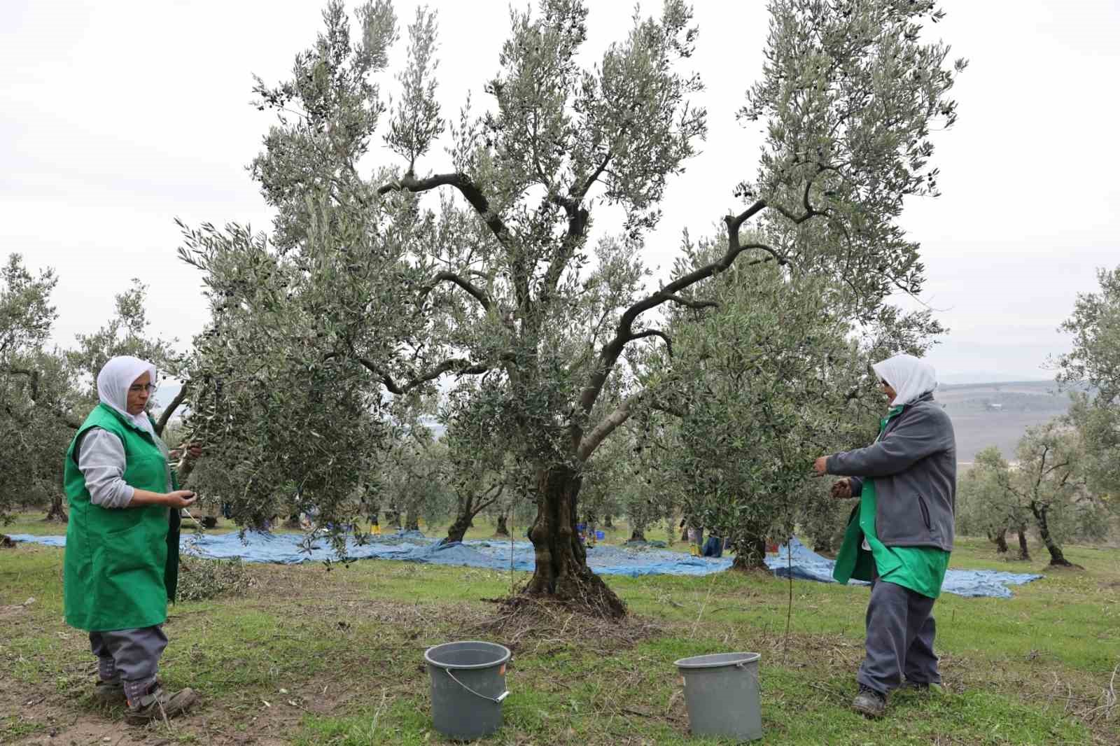 Başkan Şadi Özdemir zeytin hasadına katıldı
