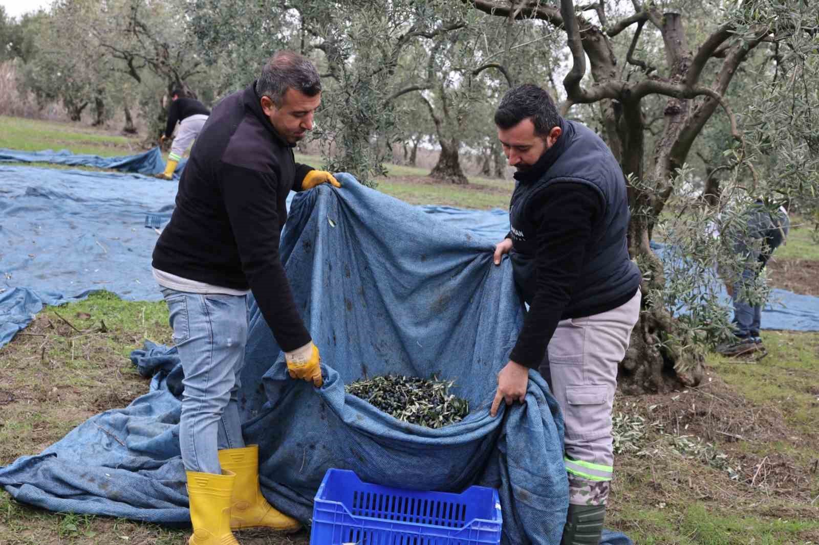 Başkan Şadi Özdemir zeytin hasadına katıldı
