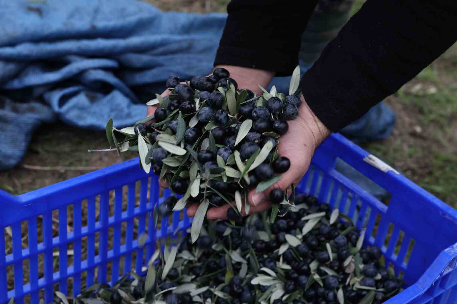 Başkan Şadi Özdemir zeytin hasadına katıldı
