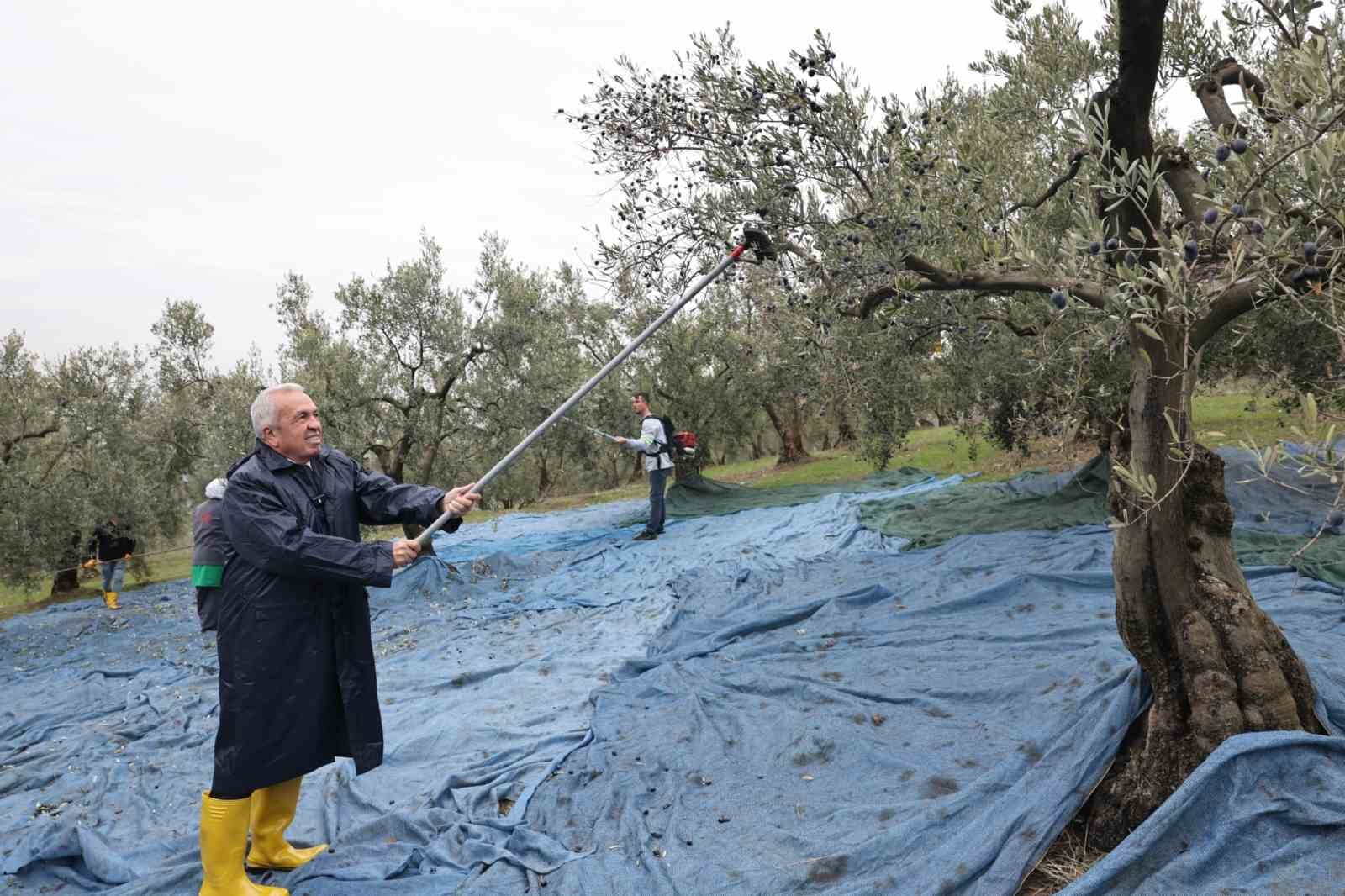 Başkan Şadi Özdemir zeytin hasadına katıldı
