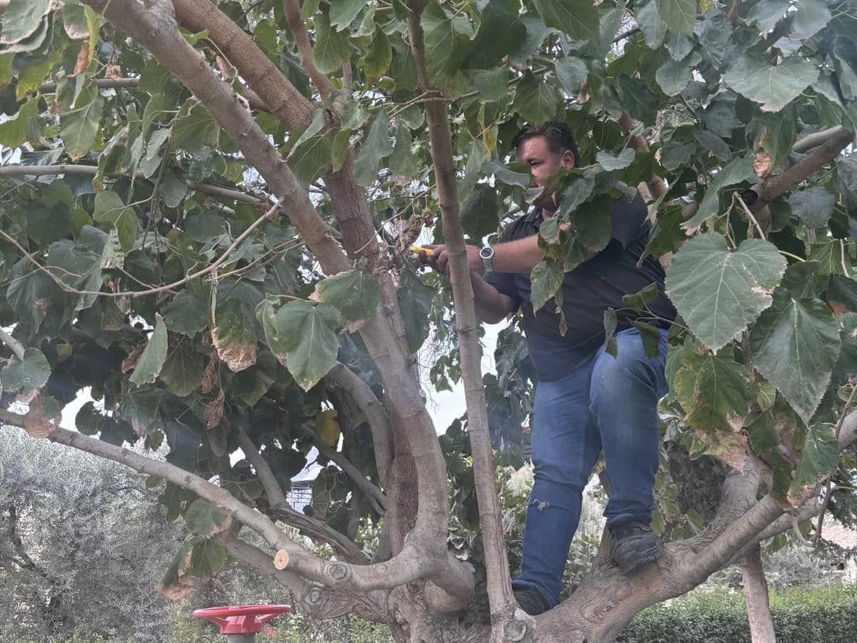 Buharkent’te ağaçlara kış bakımı
