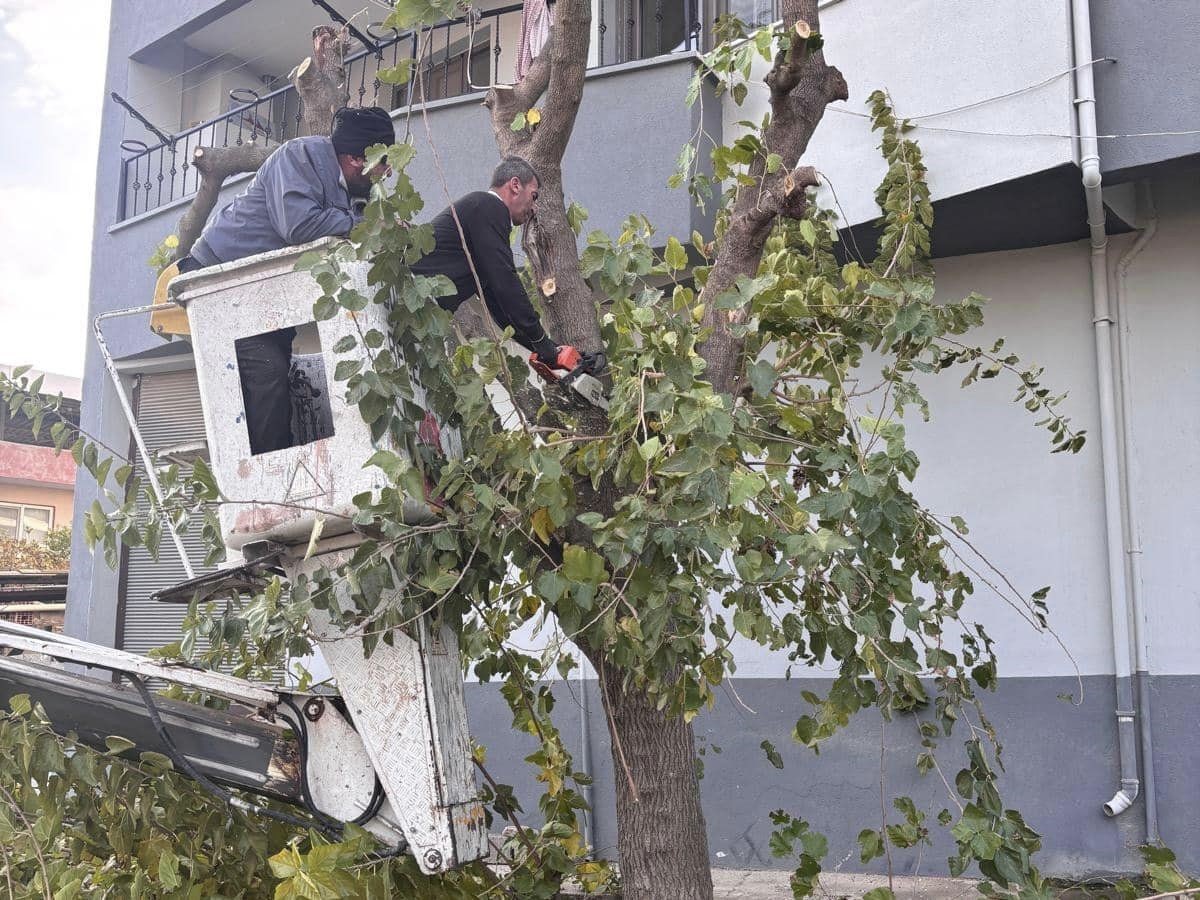 Buharkent’te ağaçlara kış bakımı
