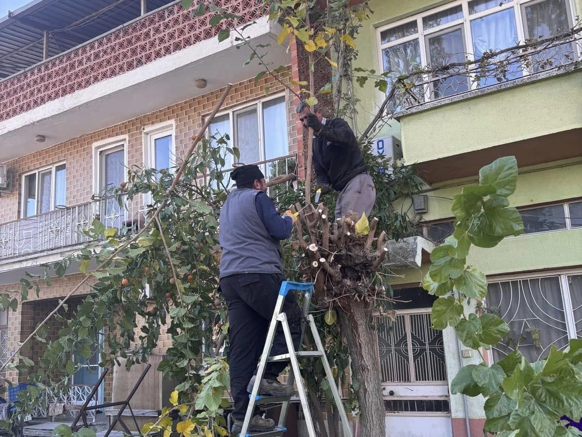 Buharkent’te ağaçlara kış bakımı
