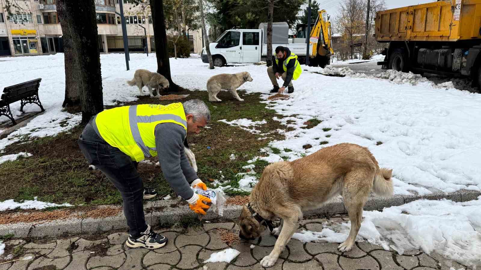 Ünye’de sokak hayvanlarına 23 ayda 24 ton mama verildi
