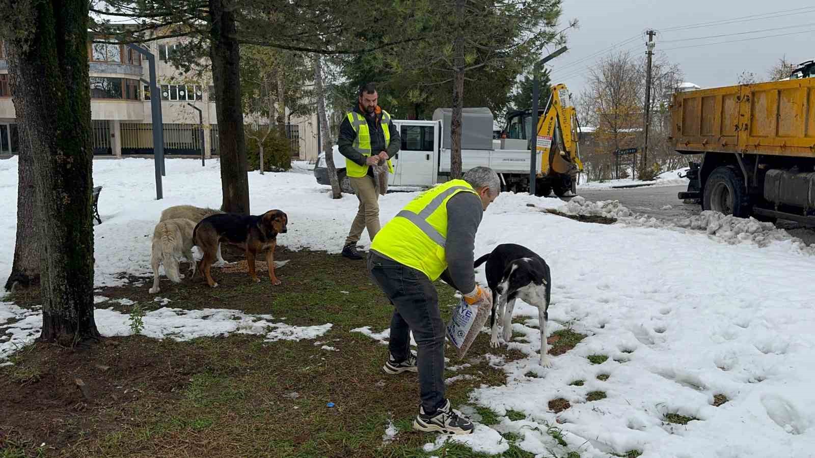 Ünye’de sokak hayvanlarına 23 ayda 24 ton mama verildi
