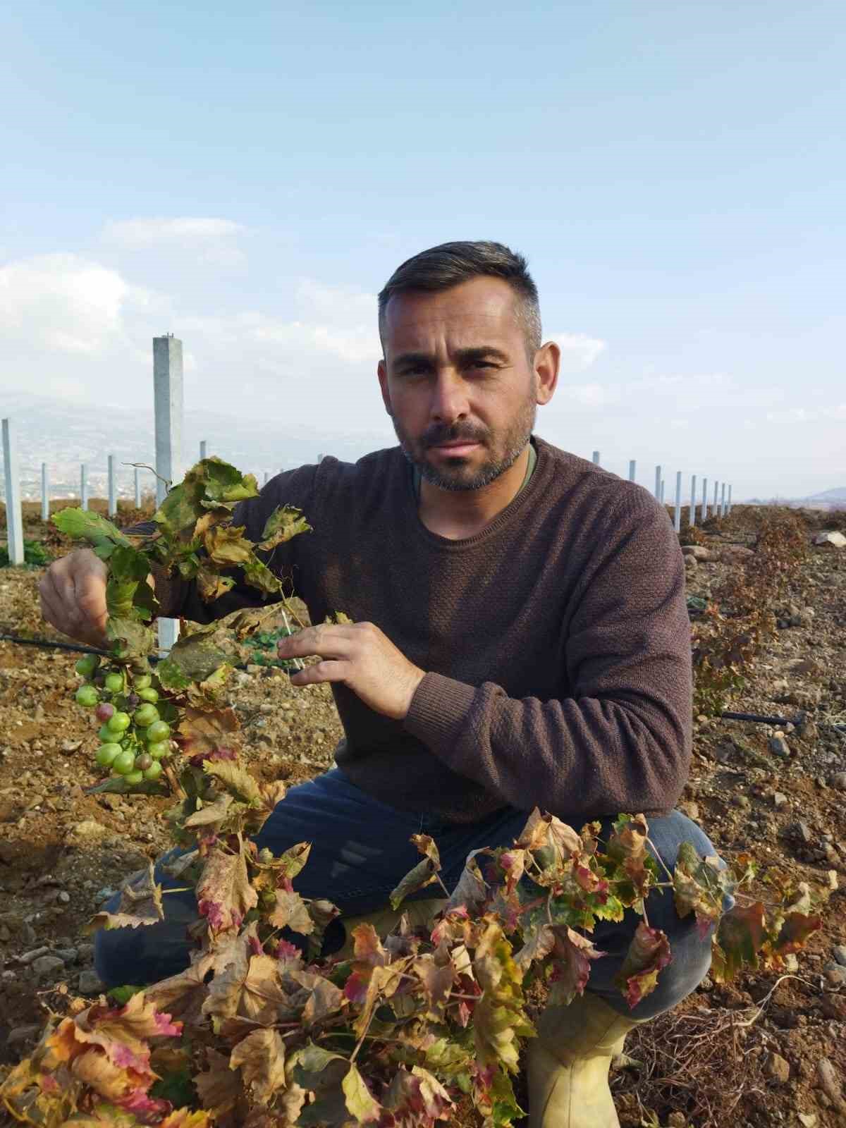 Üç yıldan önce ürün vermeyen asma 6 ayda üzüm verdi
