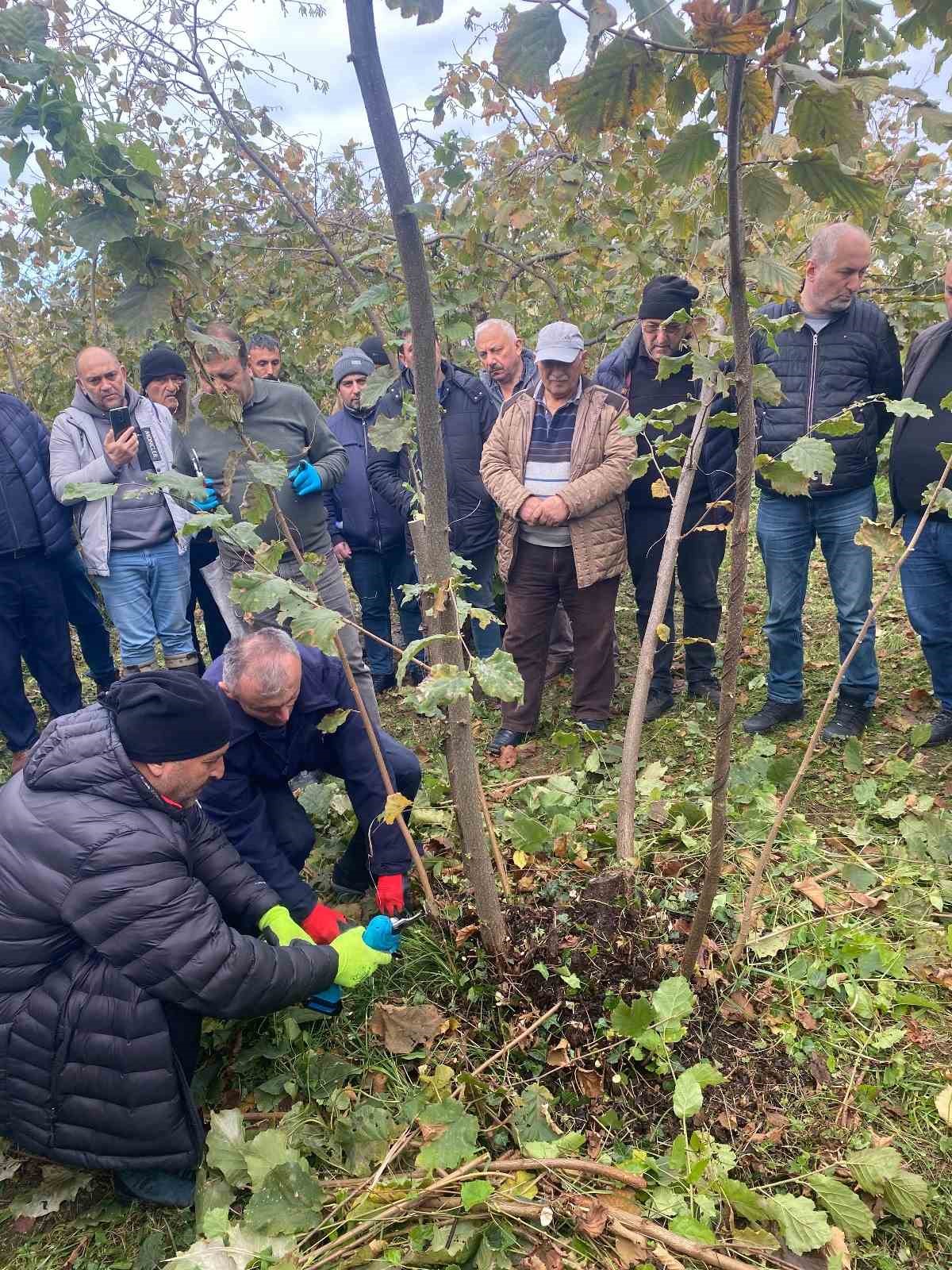 Giresun’da fındık verimini artıracak eğitim düzenlendi
