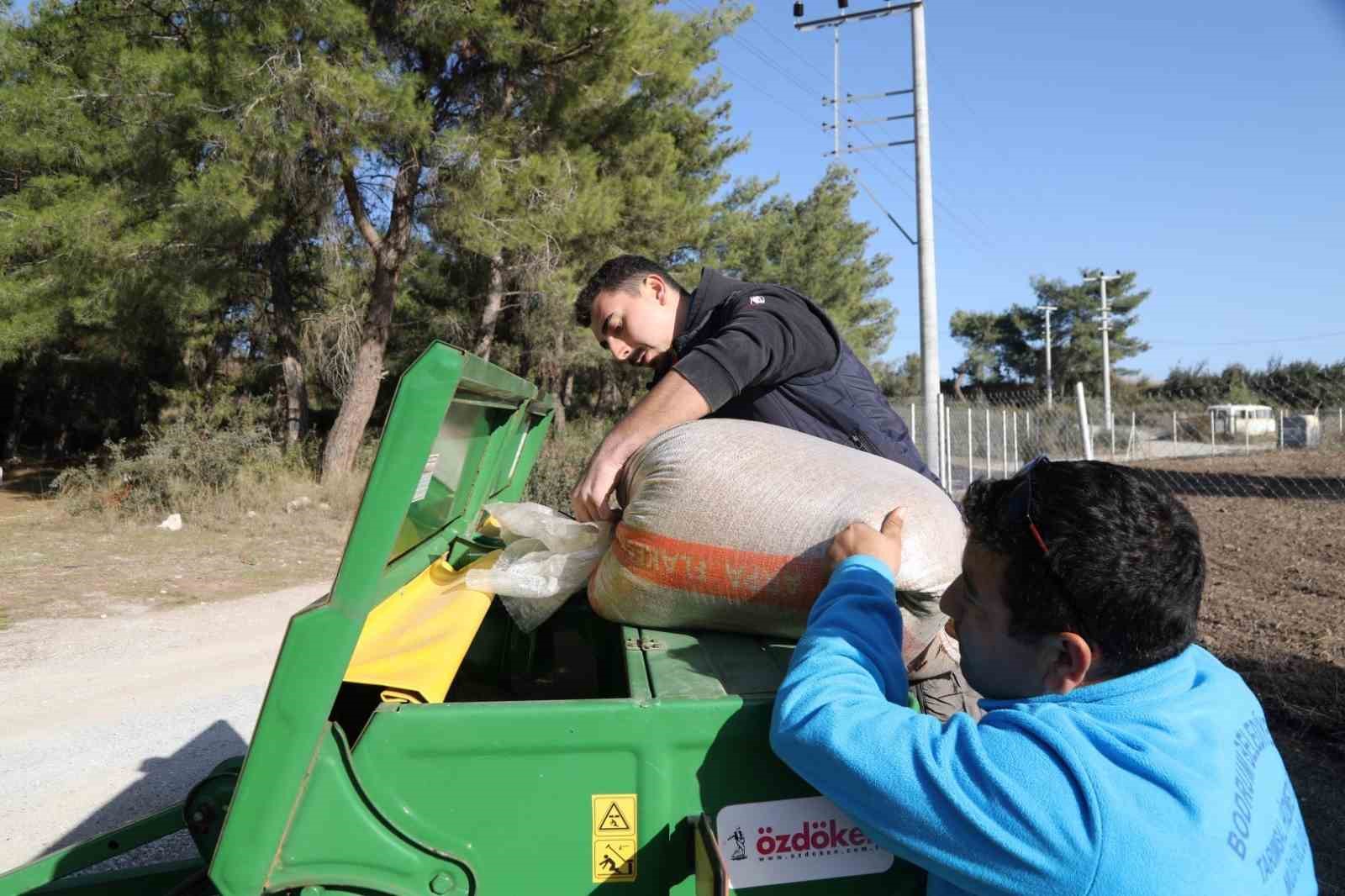 Bodrum Belediyesi’nden karakılçık buğday ekimi
