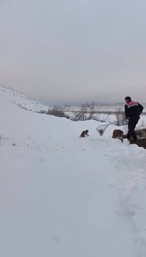 Tavuklara saldıran Vaşağa Erzincan jandarmasından şefkat
