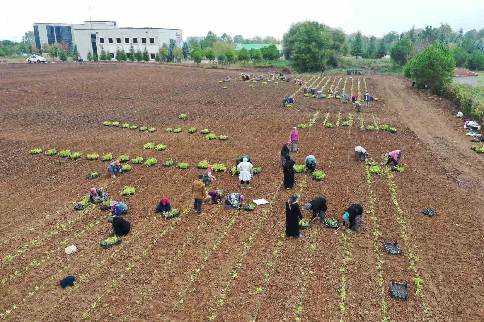 5 milyon fide toprakla buluşturuldu
