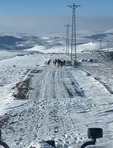 Sürü halindeki yılkı atları görüntülendi
