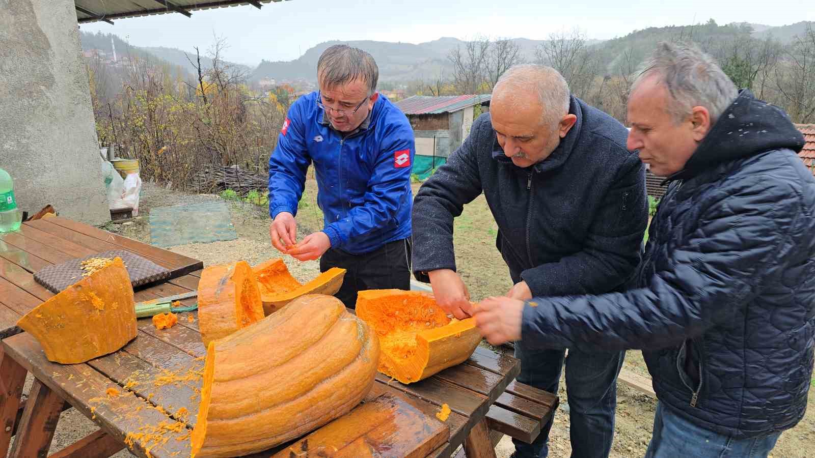 Bahçesinde yetişen 40 kiloluk dev kabağı motorlu testereyle kesebildi
