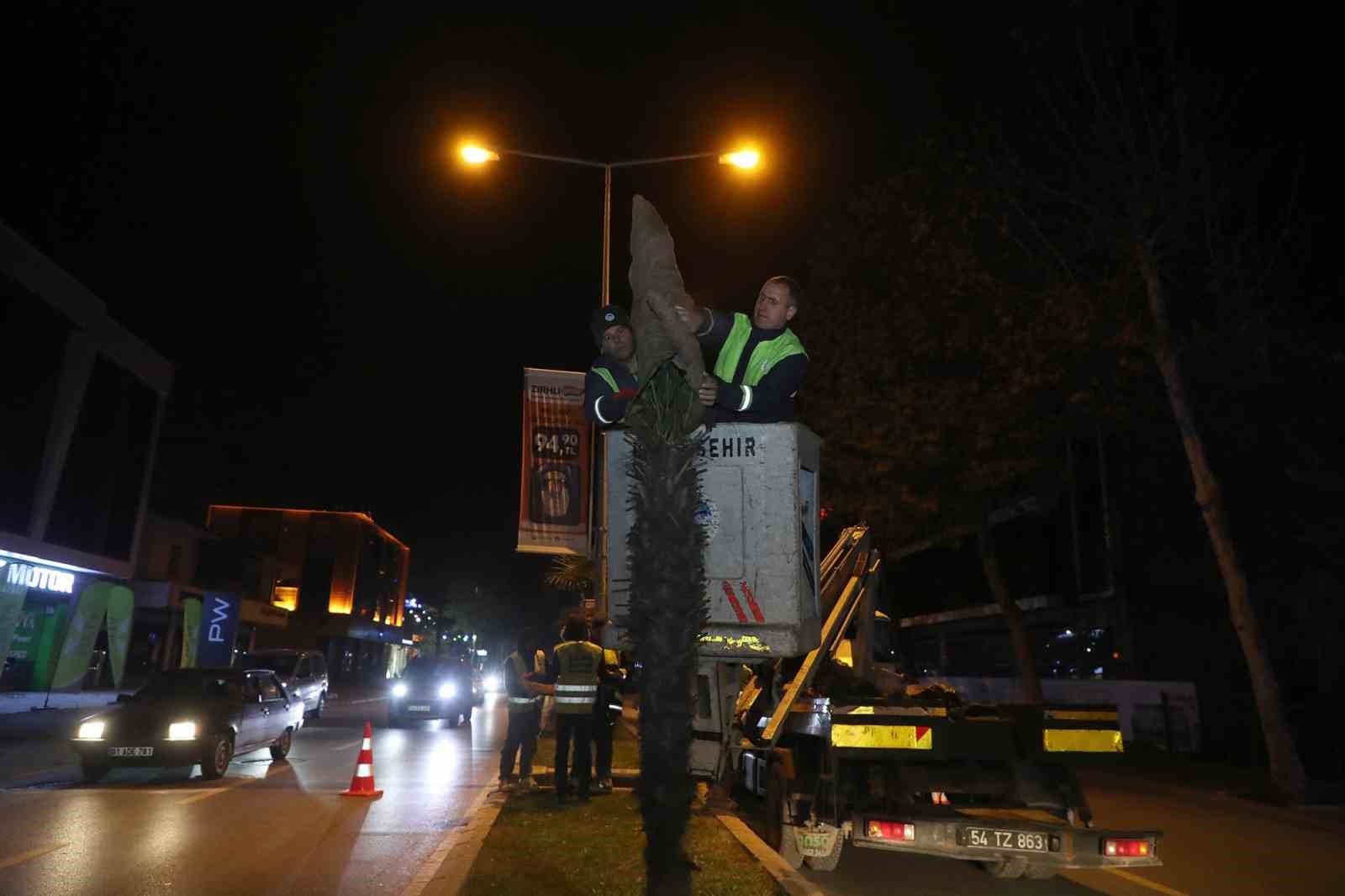 Sakarya’nın süsü palmiyeler için dondurucu soğuklara karşı özel önlem
