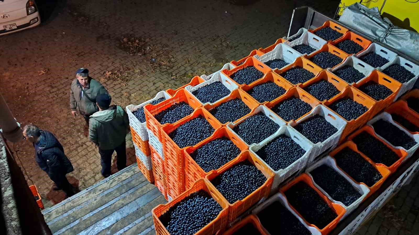 Bursa’da zeytin üreticilerinin Tarım Kredi çilesi
