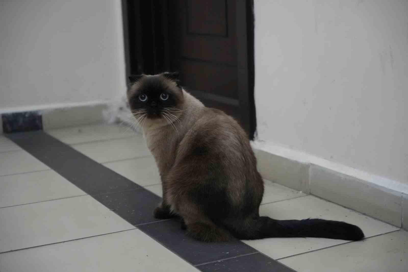 Dışı güzel içi keder kedi ırkı: Scottish
