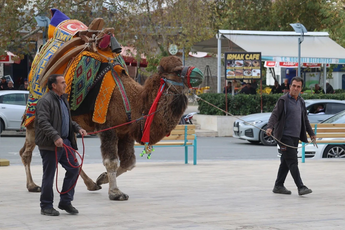 Koçarlı’da deve güreşi hazırlıkları tamamlandı
