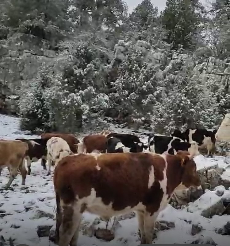 Üniversiteli çobanı ağlatan yıkım
