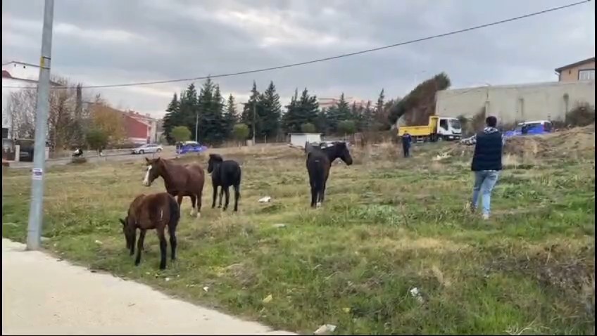 Zabıtadan at yakalama operasyonu
