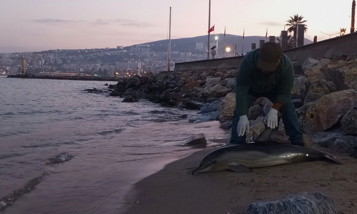 Tırtak türü yunus karaya vurdu
