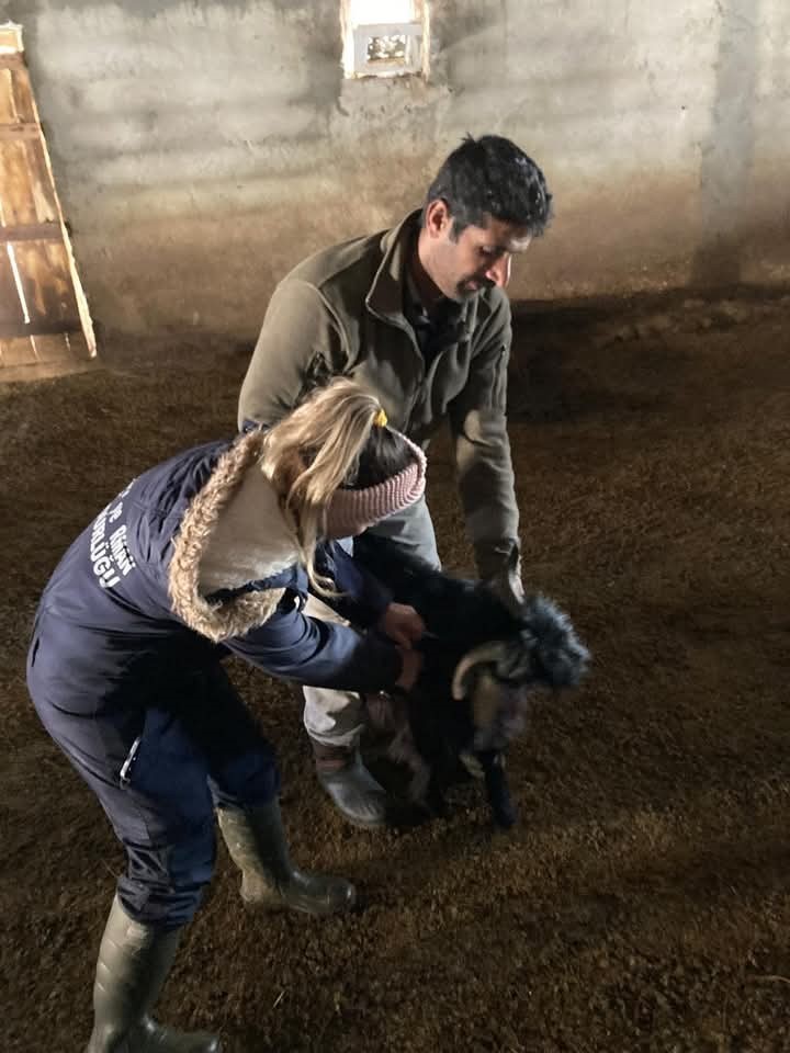 Güroymak’ta küçükbaş hayvanlar için aşı ve küpe çalışmaları sürüyor
