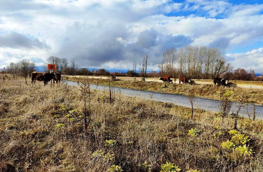 Kütahya’da hayvan yüklü kamyonet otomobille çarpıştı: 2 yaralı
