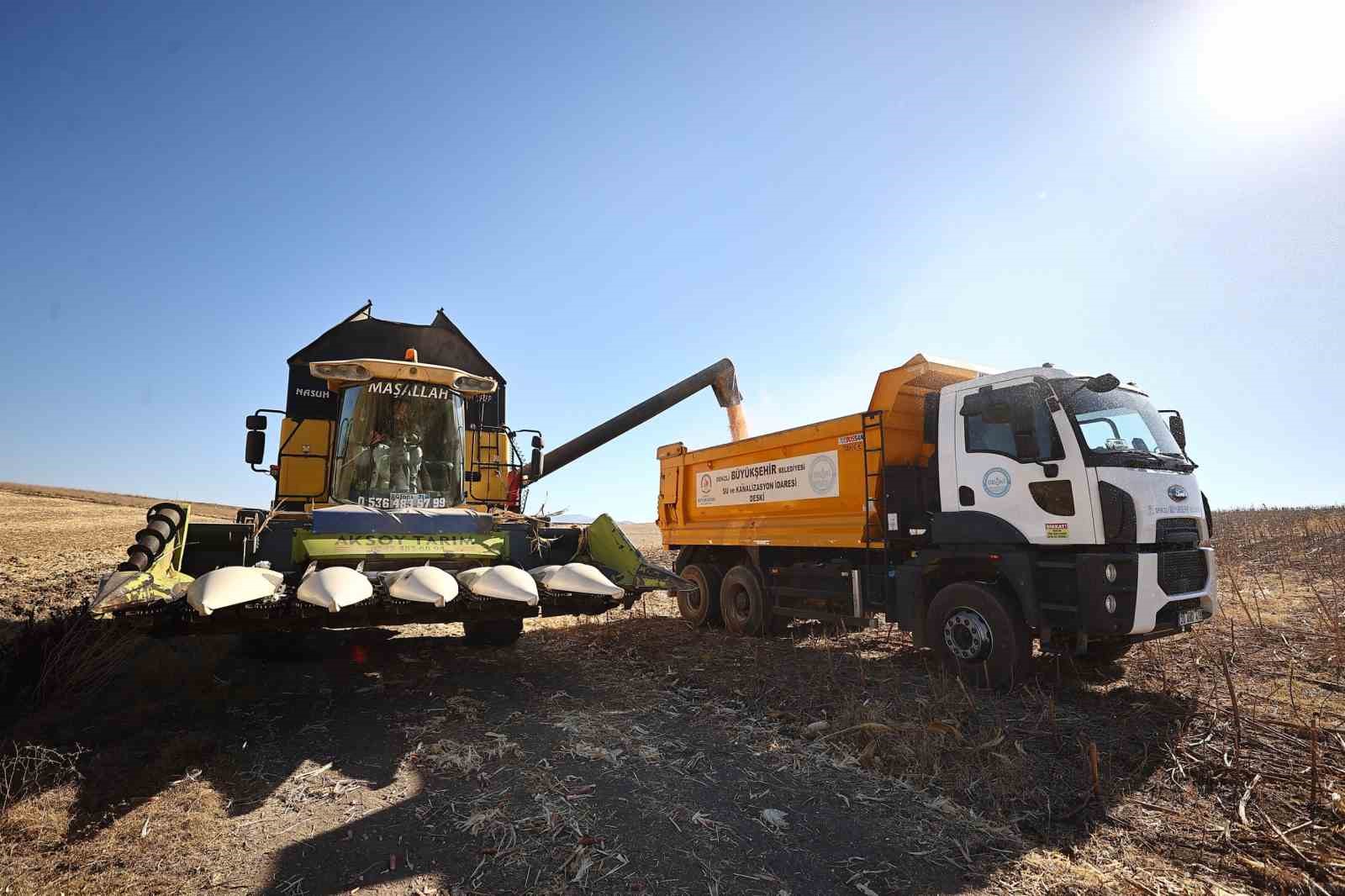 Denizli Büyükşehir mısır piyasasını canlandırmak için 61 ton alım yapacak
