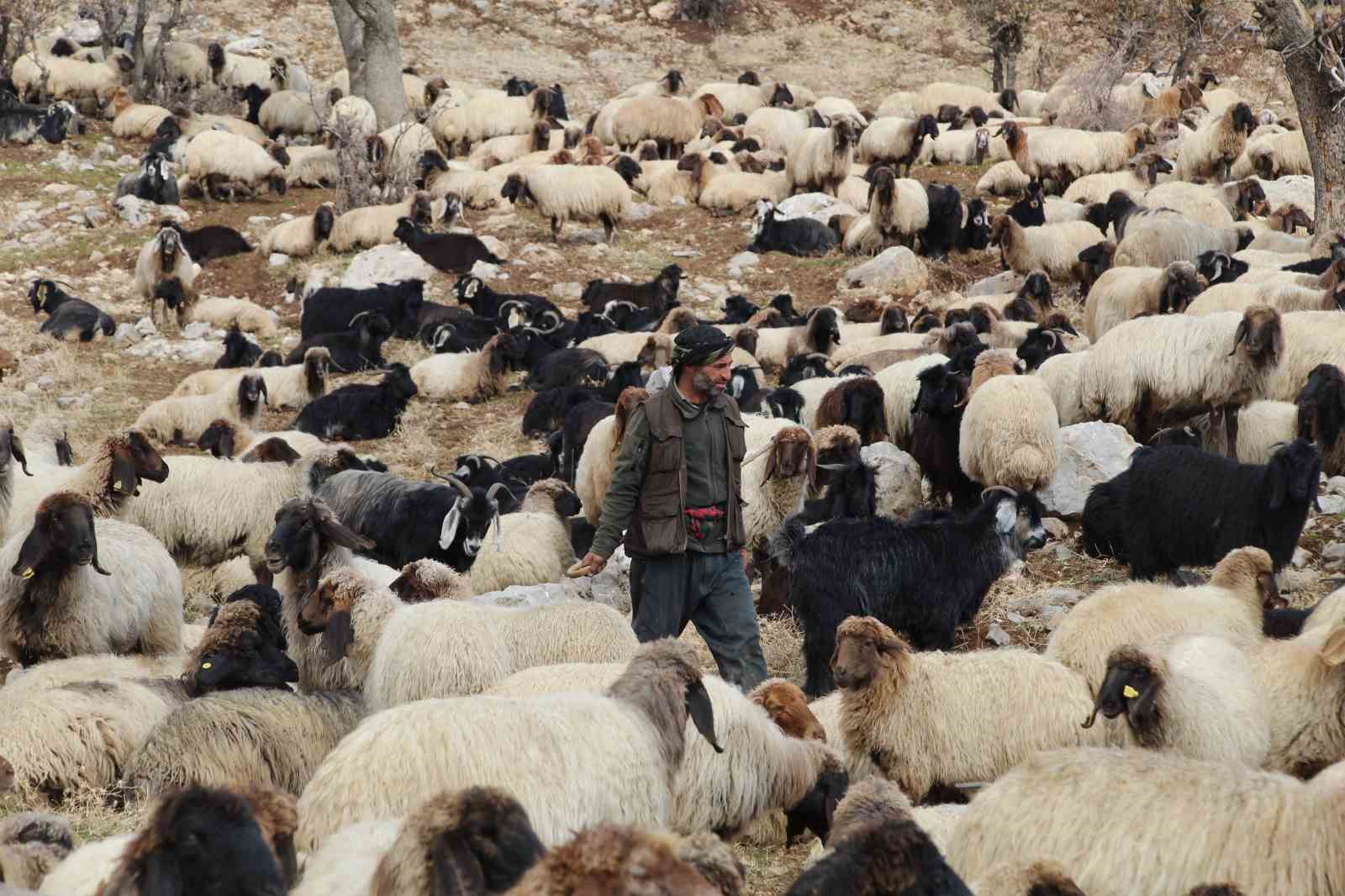 Şırnak’ta göçerlerin kışlaklara doğru zorlu yolculukları devam ediyor
