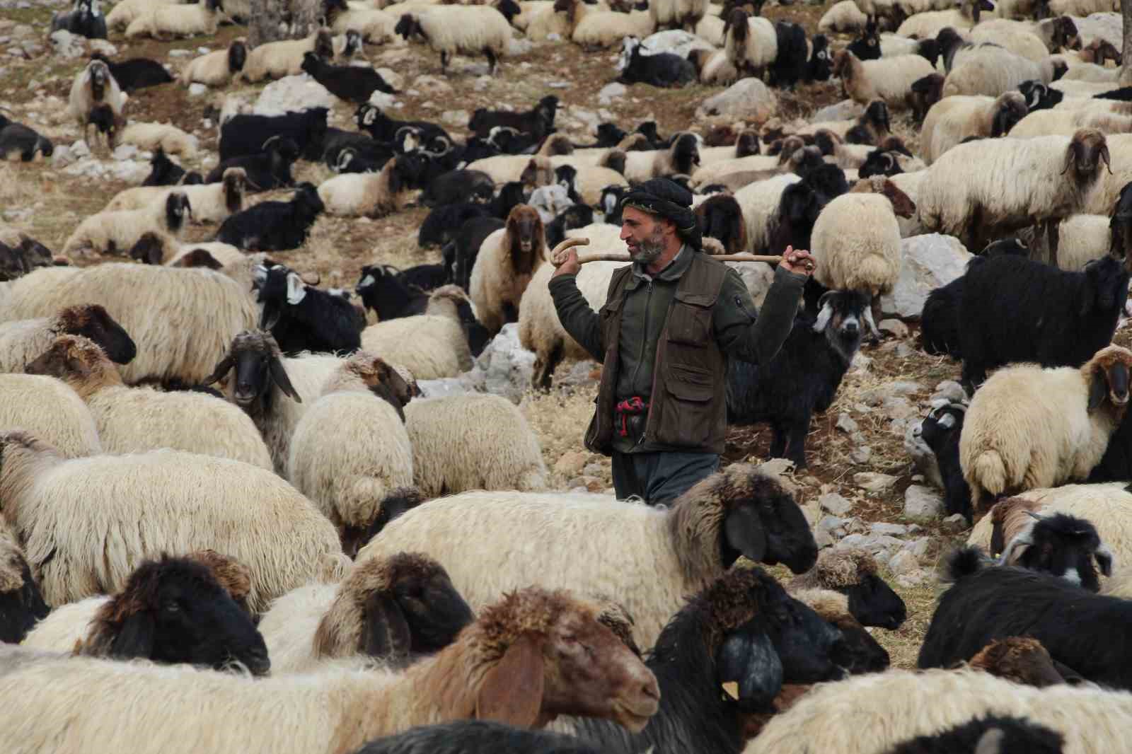 Şırnak’ta göçerlerin kışlaklara doğru zorlu yolculukları devam ediyor
