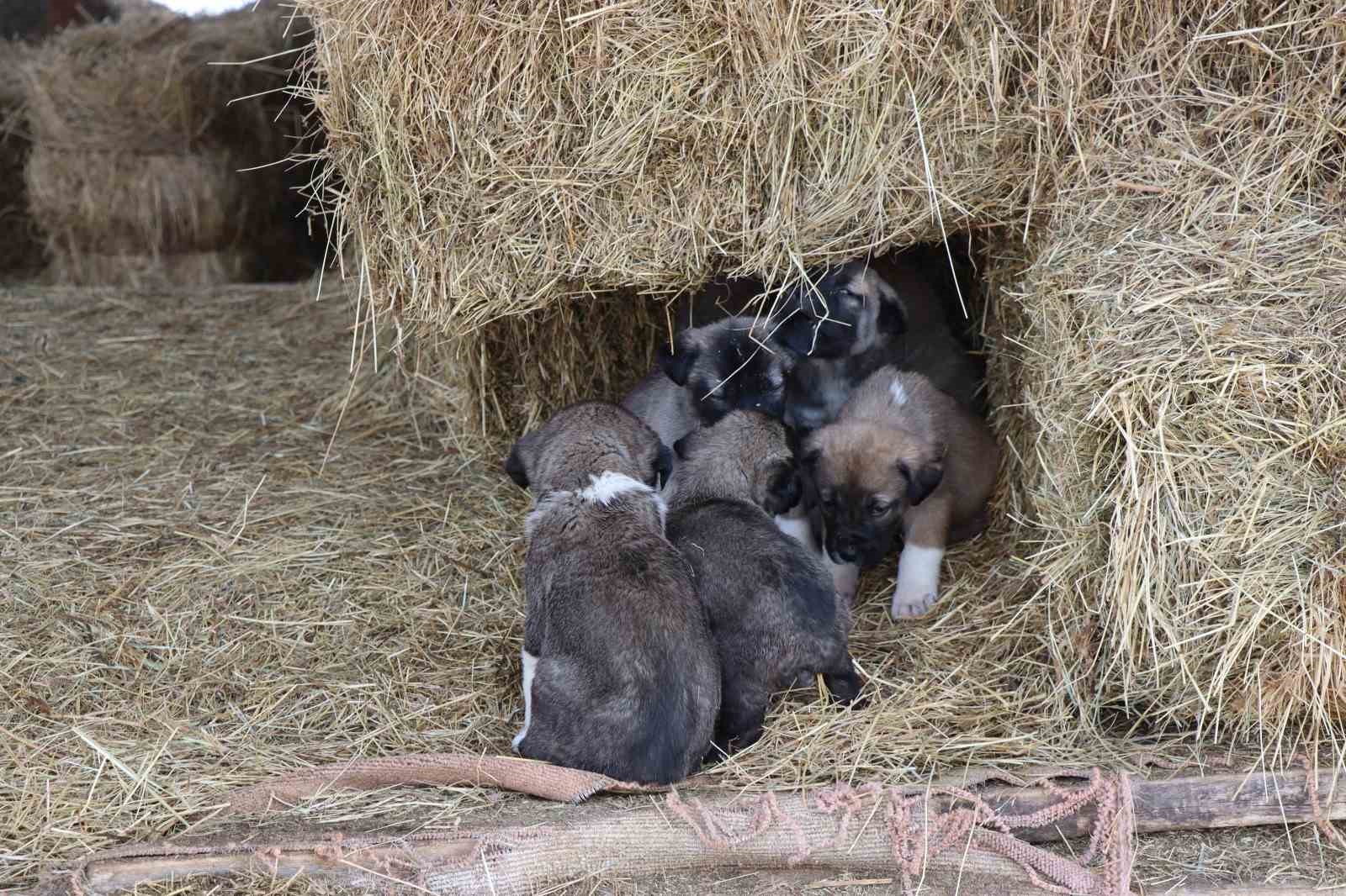 Kuyruksuz köpek yavruları sahiplerini şaşırttı
