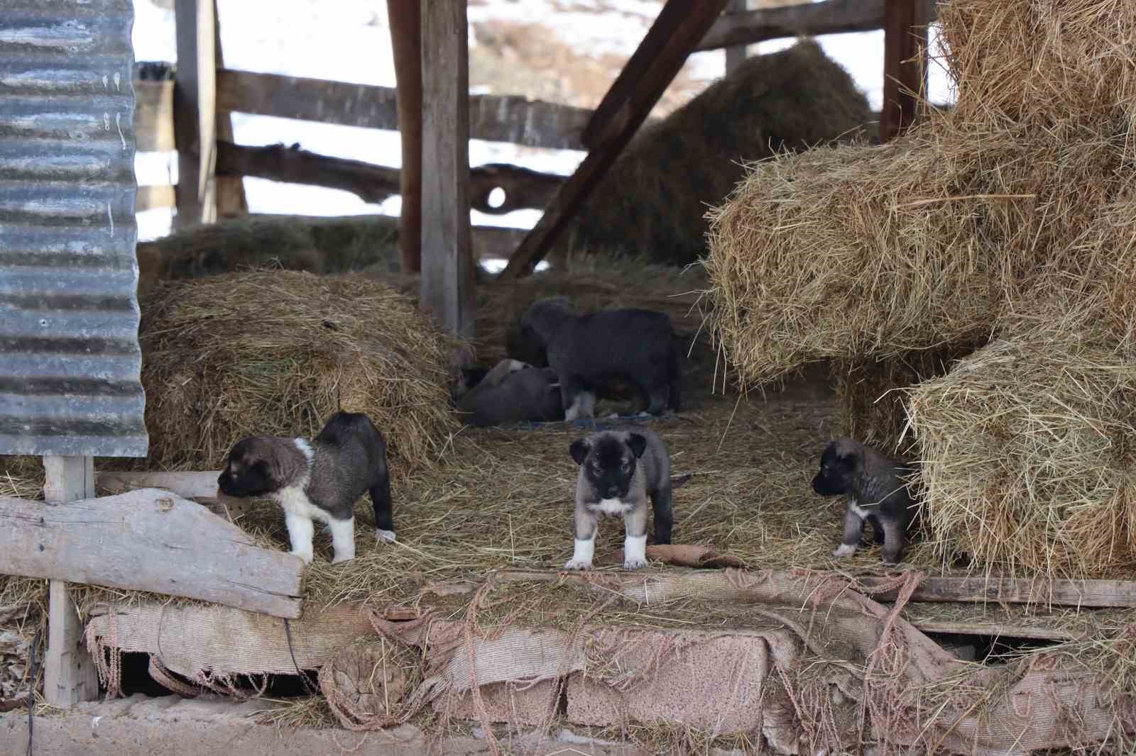 Kuyruksuz köpek yavruları sahiplerini şaşırttı
