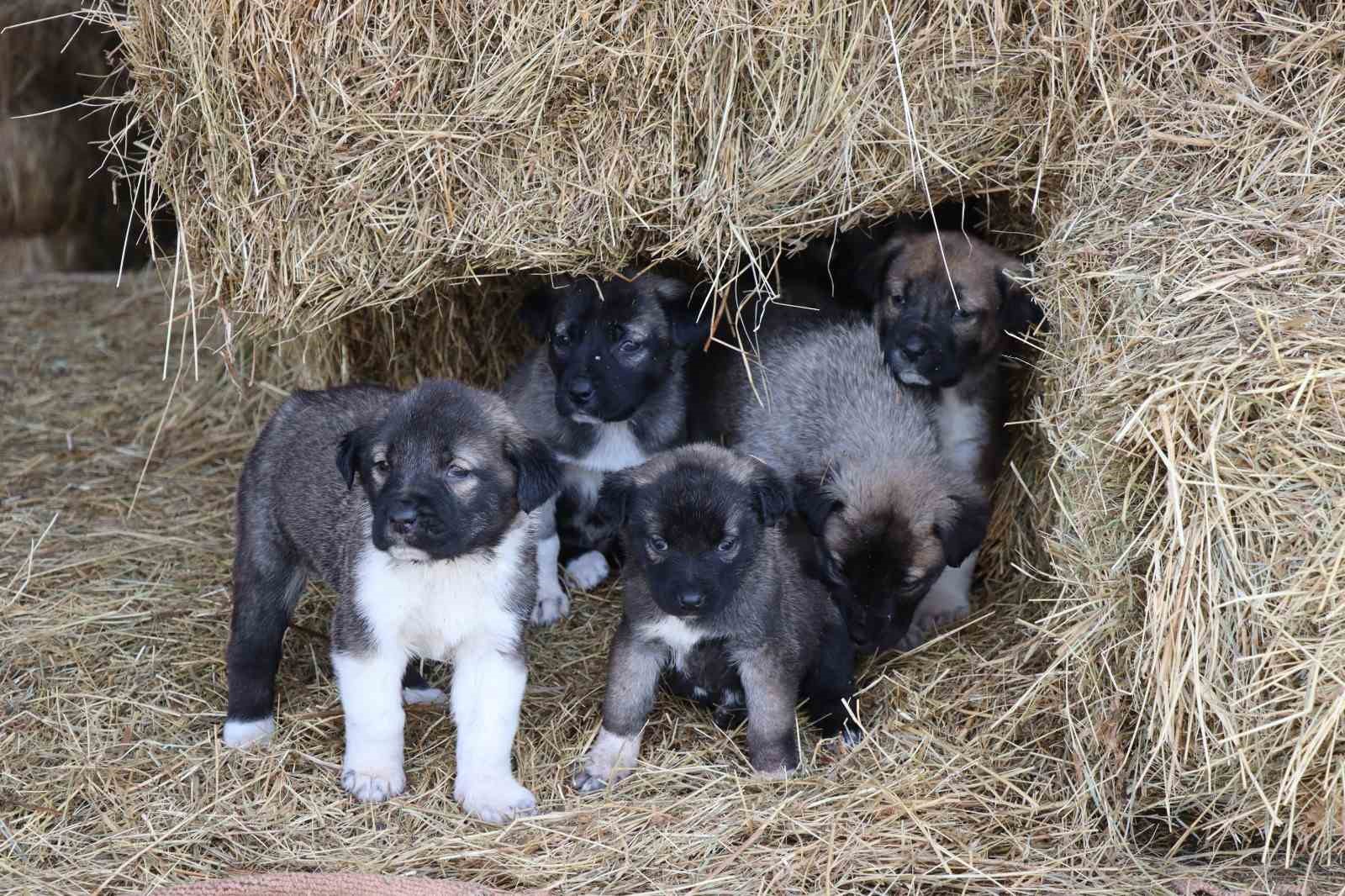 Kuyruksuz köpek yavruları sahiplerini şaşırttı
