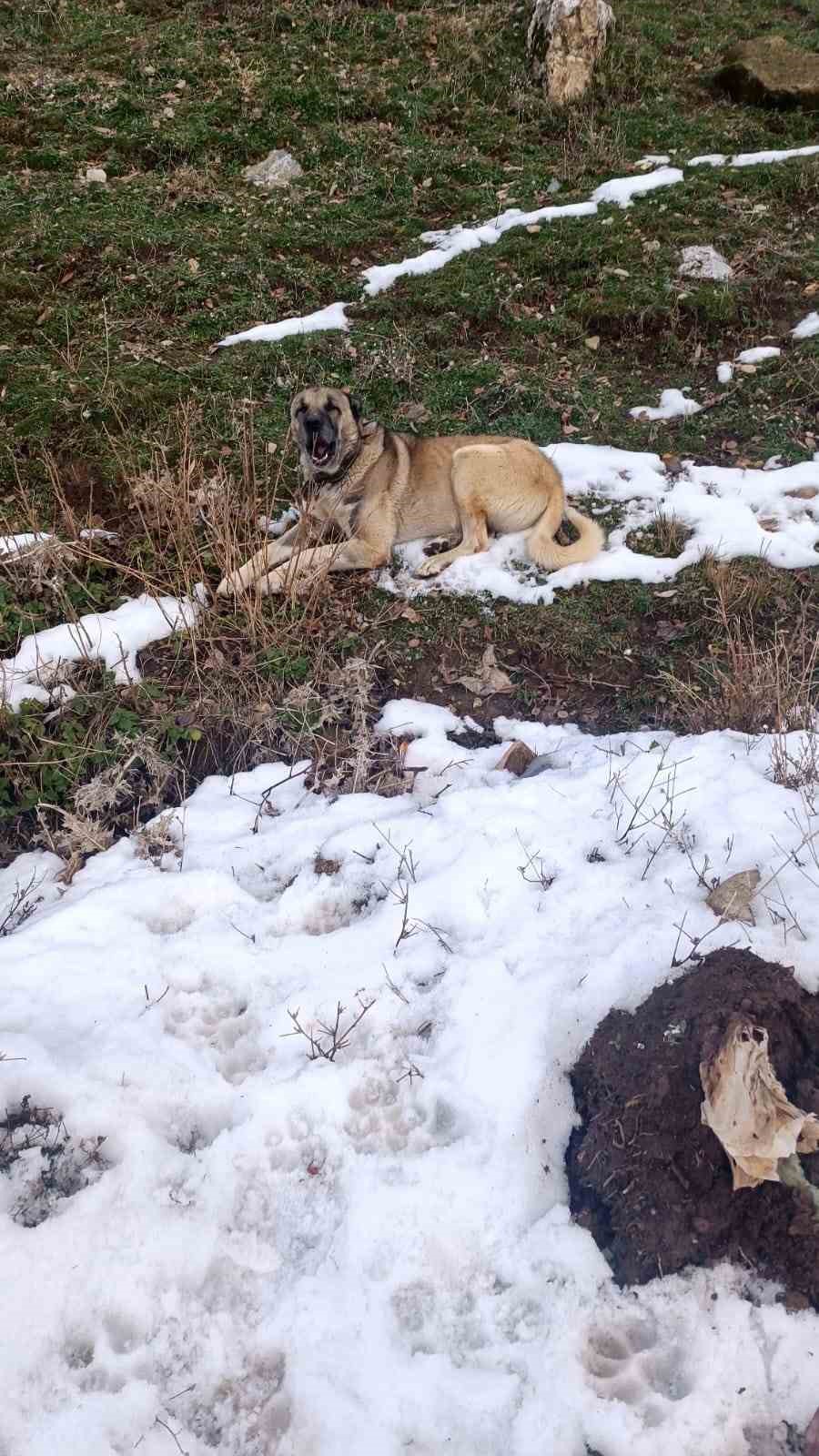 Sürüye saldıran kurdu çoban köpekleri telef etti
