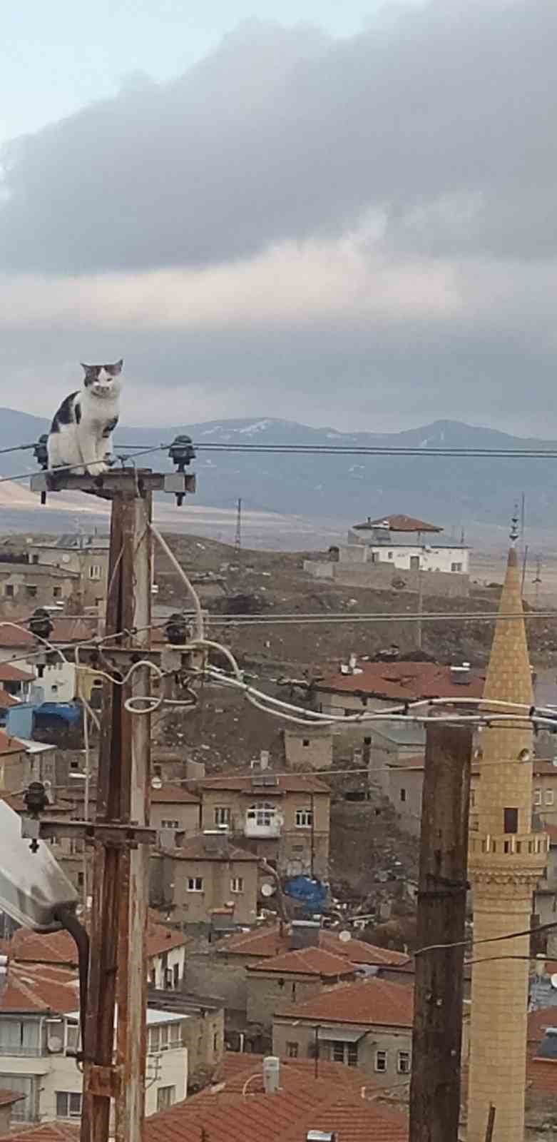 Elektrik direğinde mahsur kalan kediyi itfaiye kurtardı
